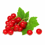 Currants Red