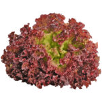 LETTUCE LOLLO ROSSO ORGANIC UAE