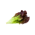 LETTUCE RED GREEN ORGANIC UAE