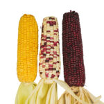 SWEET CORN MIX COLOR ORGANIC UAE